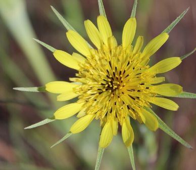 Salsify. Photo: Land Trust.