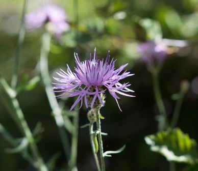 Spotted knapweed. Photo: Tim Cotter.