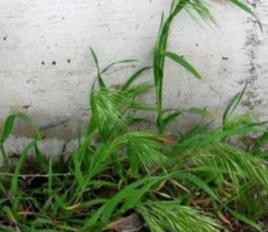 Cheatgrass. Photo: Land Trust.