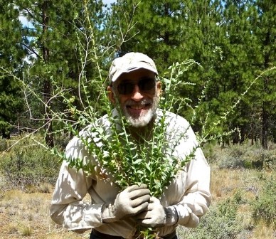 Volunteer holds Dalmatian toadflax. Photo: Joan Amero.