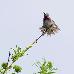 A Calliope hummingbird. Photo: Dave Drake.