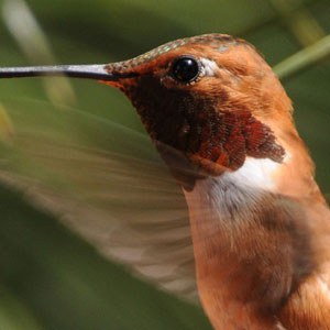 A rufous hummingbird. Photo: Kris Kristovich.