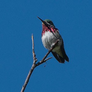 A male Anna's hummingbird. Photo: Kris Kristovich.