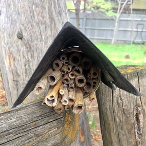 A simple stem bundle bee home using bamboo, an aluminum can, and a starter pot for a roof. Photo: Land Trust.