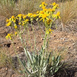 Woolly groundsel. Photo: Carol Moorehead.