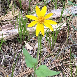 Heartleaf Arnica. Photo: Land Trust.