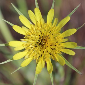 Yellow Salsify. Photo: Land Trust.