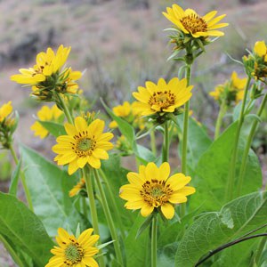 Arrowleaf balsamroot. Photo: Land Trust.