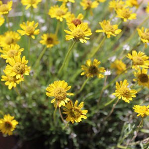 Lineleaf Fleabane. Photo: Land Trust.