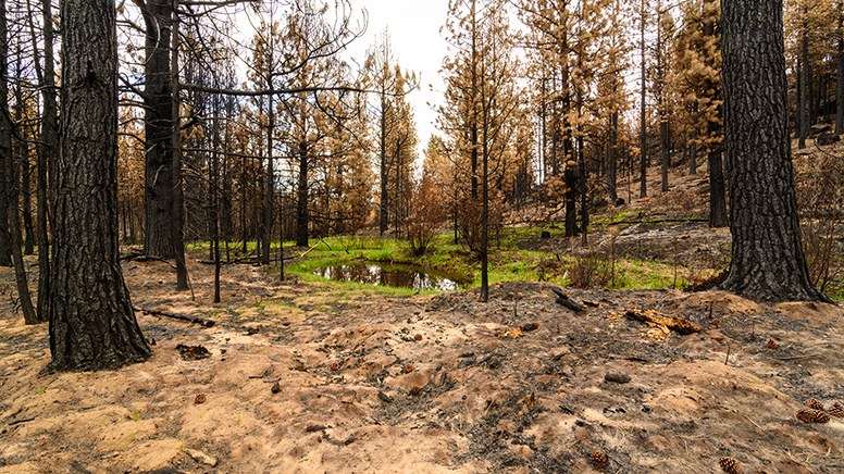 Skyline Forest after the Two Bulls Fire in 2014. Photo: Malcolm Lowery.