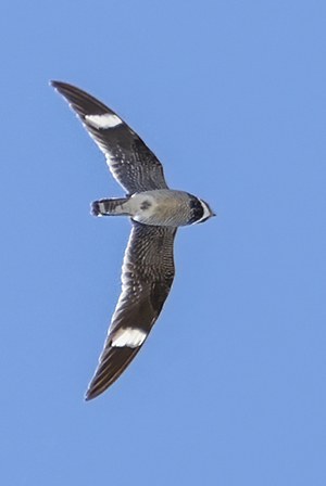 White wing patches and a long wingspan are identifiers of the common nighthawk. Photo: John Williams.