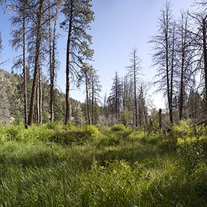 Lush vegetation begins to replace drier ponderosa pines. Photo: Jay Mather.