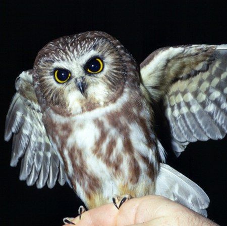 Northern saw-whet owl. Photo: Jim Anderson.