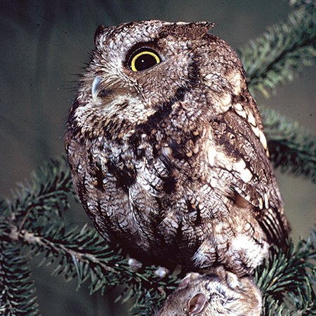 Western screech-owl. Photo: Jim Anderson.