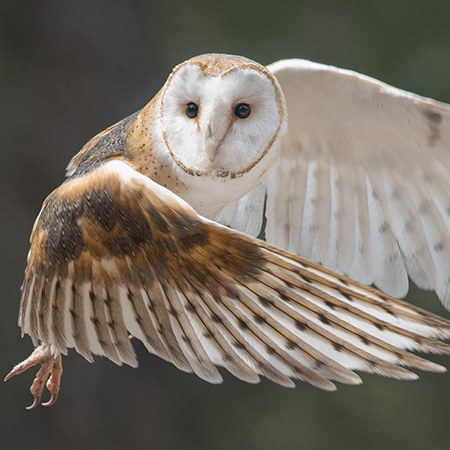 Barn owl. Photo: John Williams.