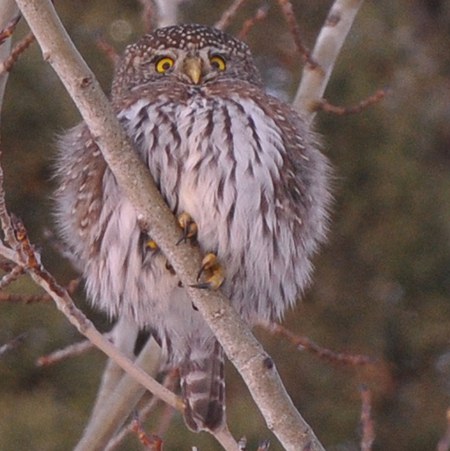 Northern pygmy-owl. Photo: Kris Kristovich.