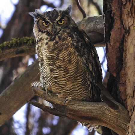 Great horned owl. Photo: Kris Kristovich.