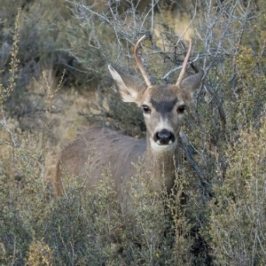 Deer stands at Indian Ford Meadow. Photo: Tim Cotter.