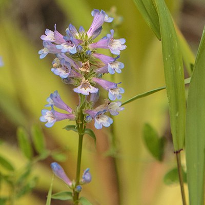 Peck's penstemon, a flower that's endemic to Central Oregon. Photo: John Williams.