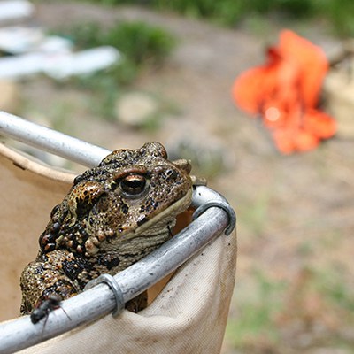 A Western toad. Photo: Land Trust.