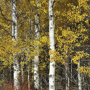 Grove of aspen turn bright yellow in the fall. Photo: Byron Dudley.