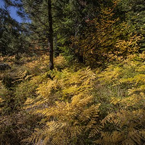 Golden fern on the forest floor. Photo: Jay Mather.