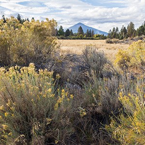 Rabbitbrush blooms in the late summer. Photo: Malcolm Lowery.