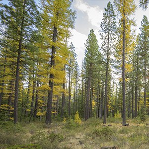 Western larch lose their needles in the fall. Photo: Tim Cotter.