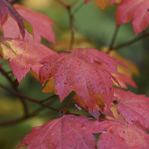 Vine maple leaves burst forth in orange and red during the fall. Photo: Tim Cotter.