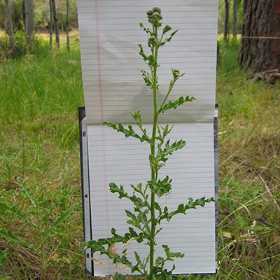 Canada thistle. Photo: Land Trust.