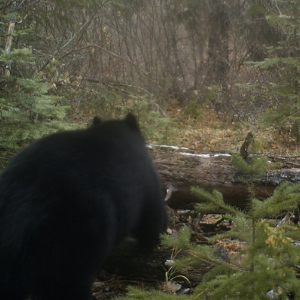 A black bear in early December. Photo: Land Trust.