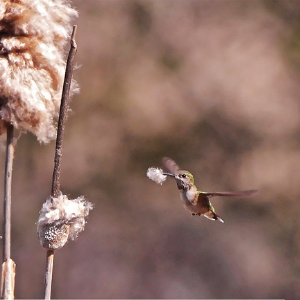 A female Anna's hummingbird at Camp Polk Meadow Preserve. Photo: Kris Kristovich.