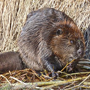 A quite round-looking beaver in the early winter. Photo: Jay Bowerman.