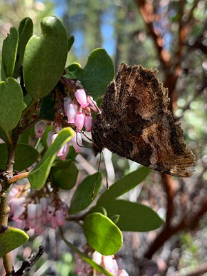 A California tortoiseshell emerges in the spring with tattered wings from overwintering. Photo: Land Trust.