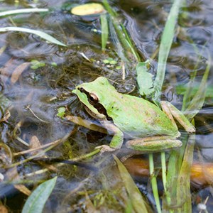 A tree frog in the waters of Trout Creek. Photo: Land Trust.