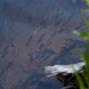 Young steelhead in Whychus Creek. Photo: Ryder Redfield.