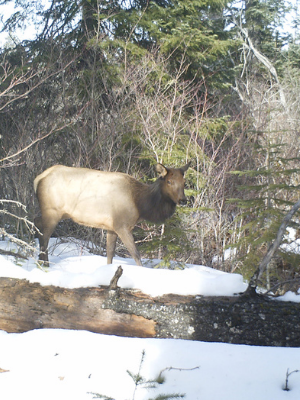 Elk at a snowy Metolius Preserve. Photo: Land Trust.