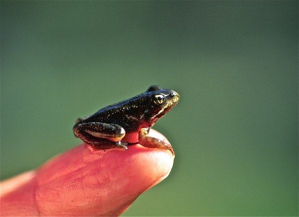 Recently transformed Cascades frog in the Metolius River drainage. Photo: Alan St. John.