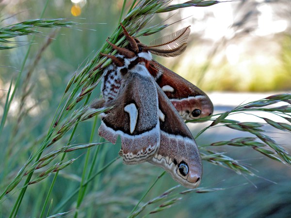 Cercropia Moth perched on grasses. Photo: Land Trust.