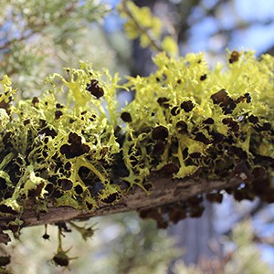 Letharia columbiana. Photo: Land Trust.