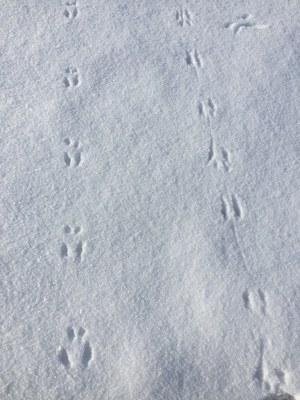 The tracks on the left were left by a hopper. Photo: Land Trust.