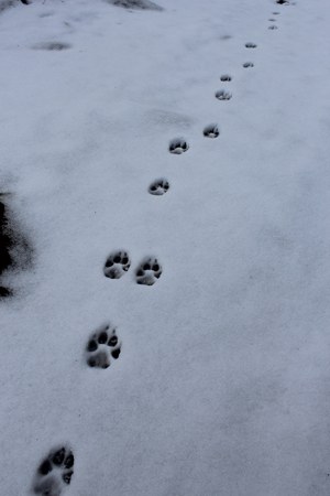 Canine tracks usually have claw marks. Photo: Land Trust.