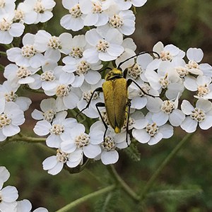 A yellow beetle. Photo: Joan Amero.