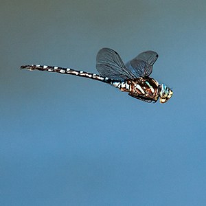 A dragonfly in flight. Photo: John Williams.