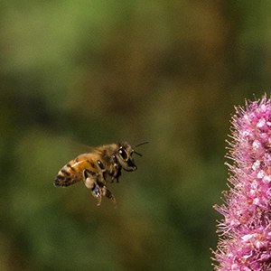 A bee in flight. Photo: Kris Kristovich.