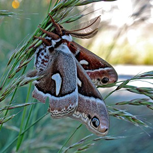 Cercropia moth. Photo: Land Trust.