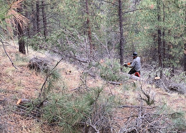 Cutting and piling small-diameter juniper and ponderosa pine. Photo: Land Trust.