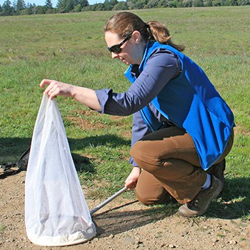 Tara demonstrates how to properly net Ohlone tiger beetles. Photo: Lynn Overtree.