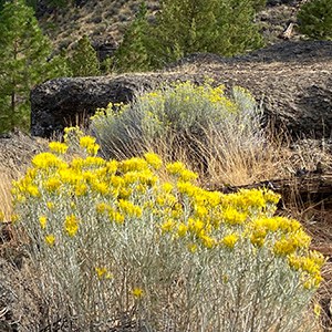 Gray rabbitbrush. Photo: Joan Amero.