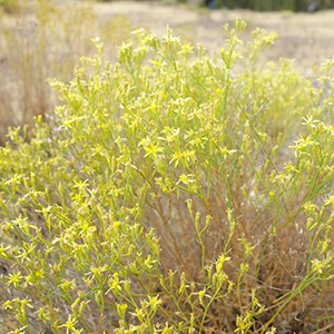 Snakeweed. Photo: Land Trust.